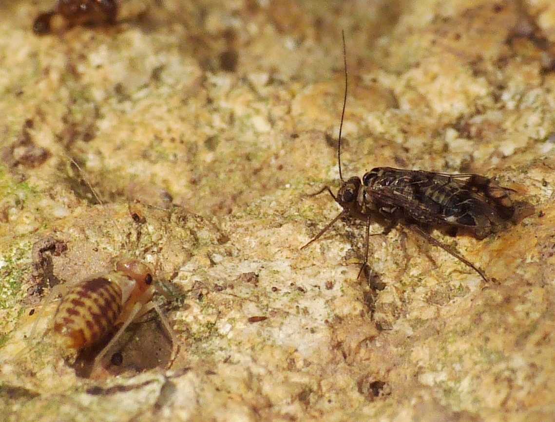 Psocotteri sotto una pietra